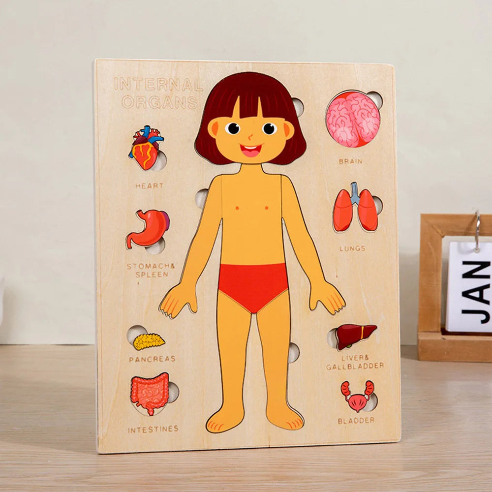 Montessori Human Body Puzzle