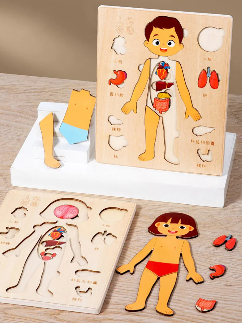 Montessori Human Body Puzzle