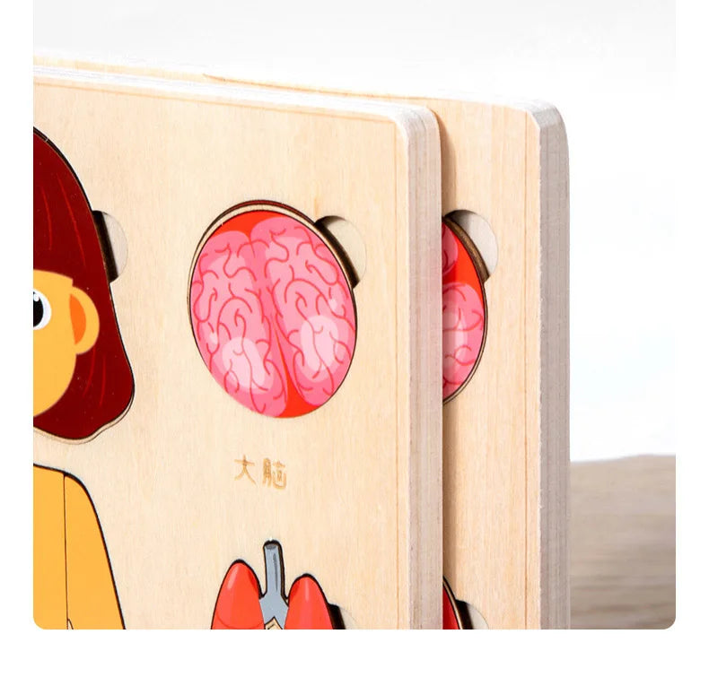 Montessori Human Body Puzzle