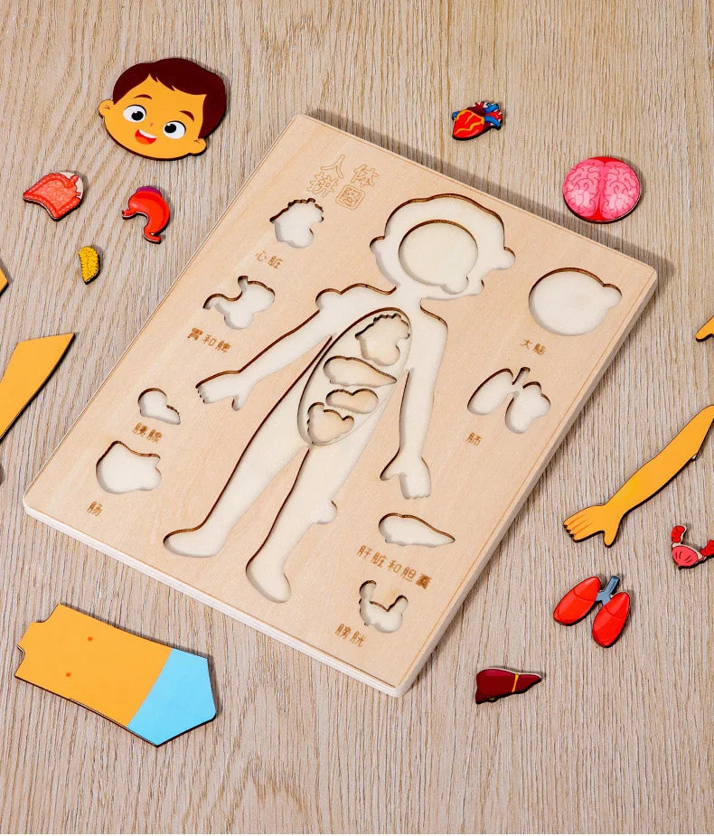 Montessori Human Body Puzzle