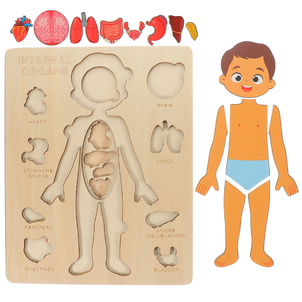 Montessori Human Body Puzzle