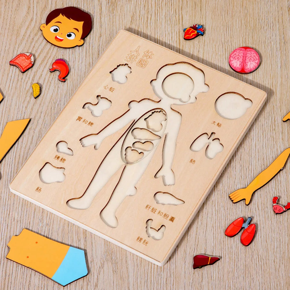 Montessori Human Body Puzzle