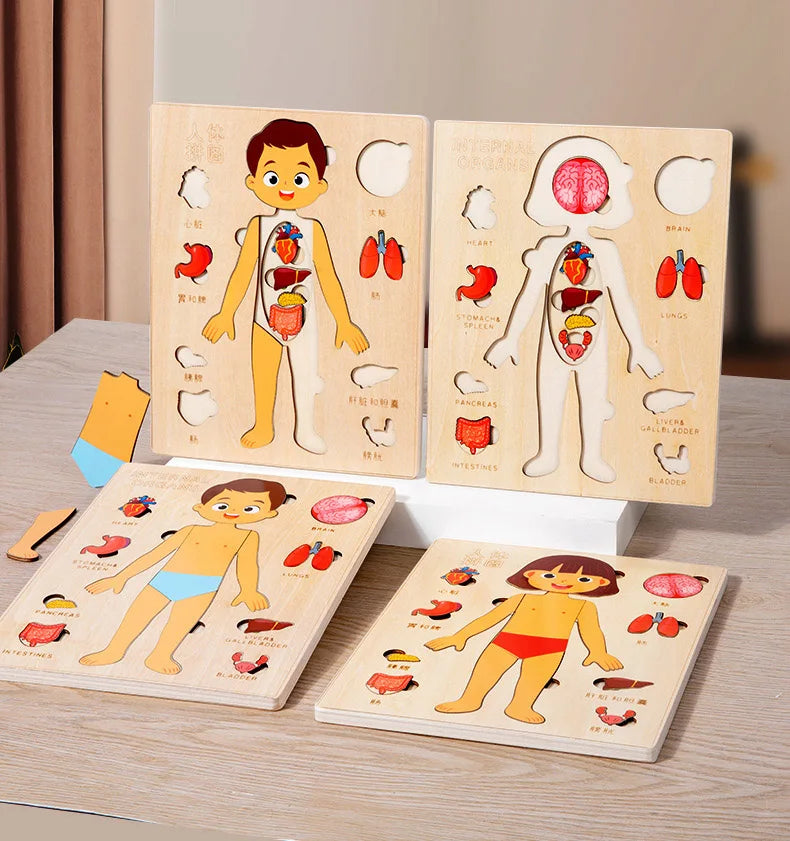 Montessori Human Body Puzzle
