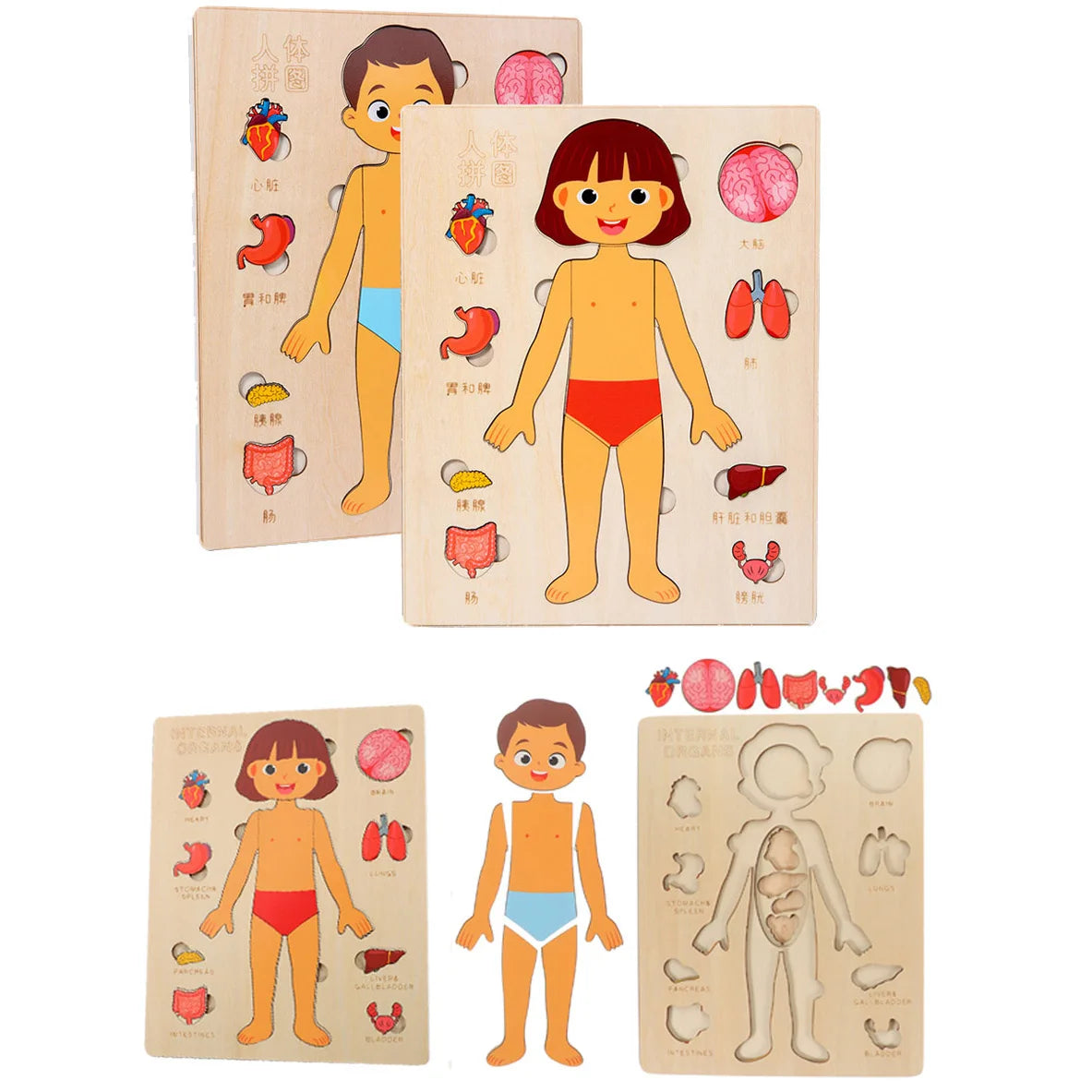 Montessori Human Body Puzzle