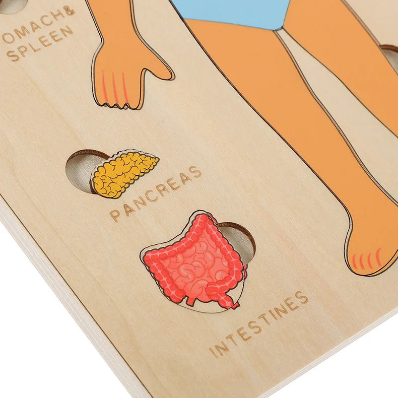Montessori Human Body Puzzle