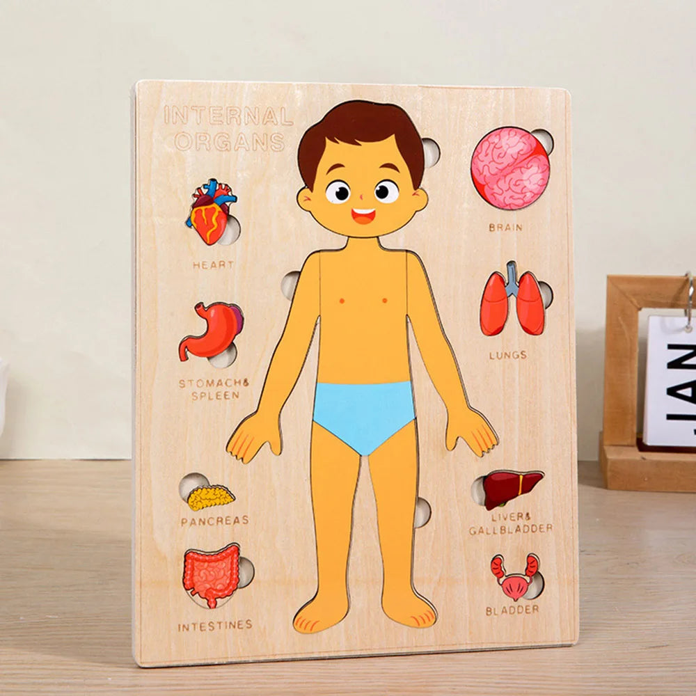 Montessori Human Body Puzzle