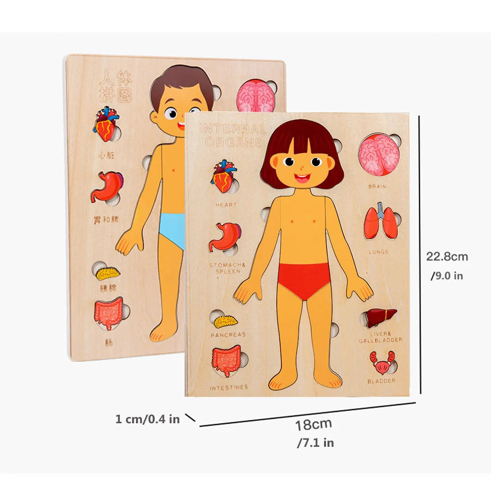 Montessori Human Body Puzzle