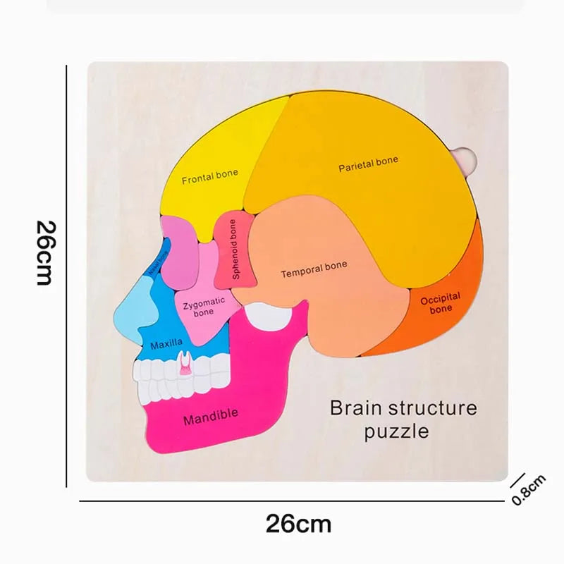Montessori Human Body Puzzle