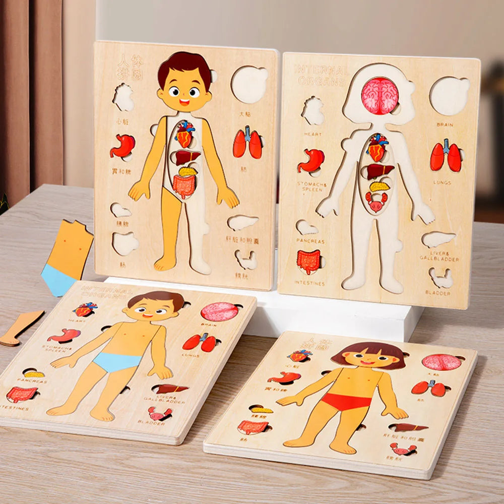 Montessori Human Body Puzzle