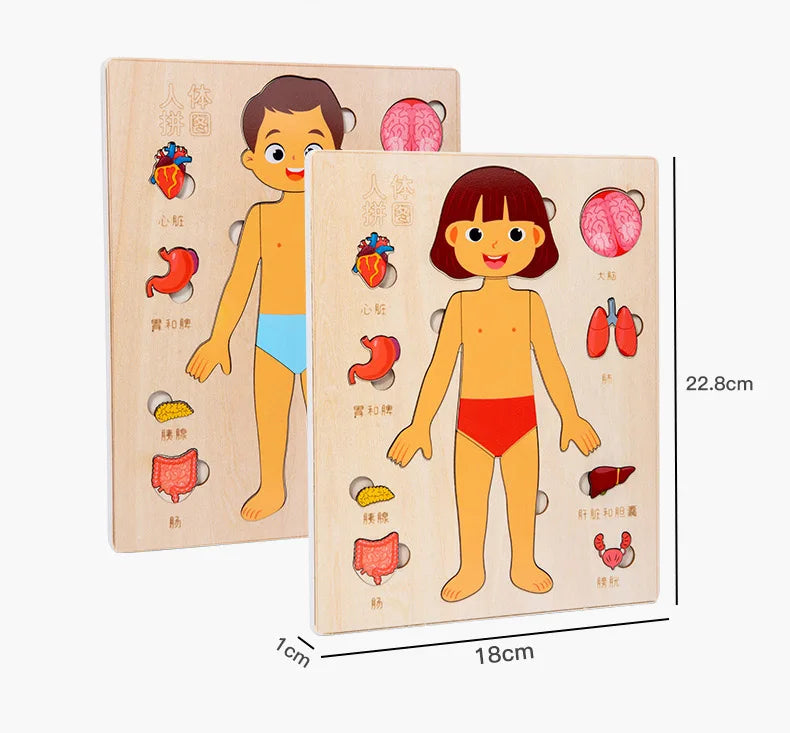 Montessori Human Body Puzzle