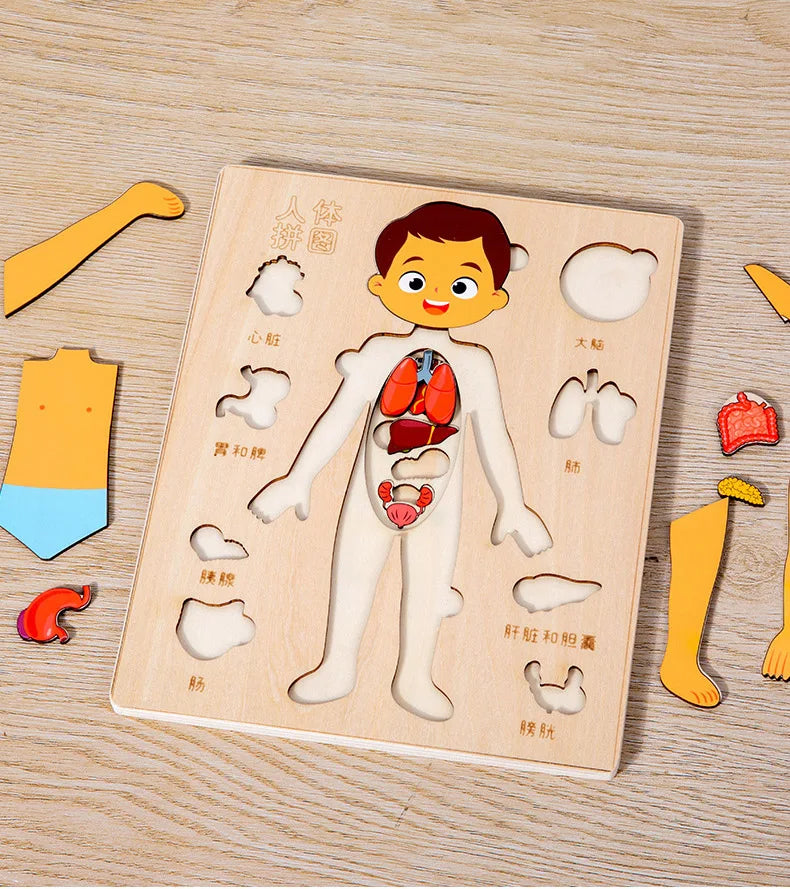 Montessori Human Body Puzzle
